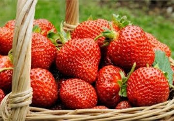 Nowość w Spiżarni Młodości - truskawki z certyfikatem BIO